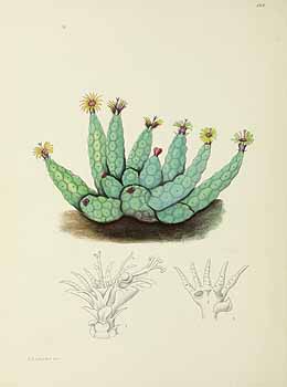 no HD illustration available (5) 