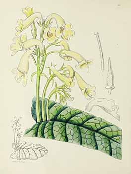 no HD illustration available (5) 