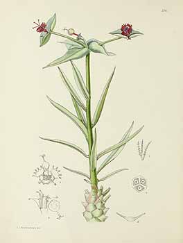 no HD illustration available (5) 