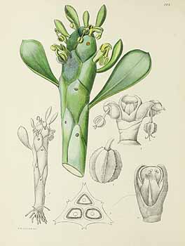 no HD illustration available (5) 