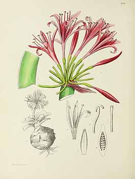 no HD illustration available (5) 