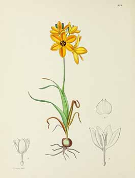 no HD illustration available (5) 