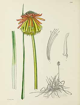 no HD illustration available (5) 