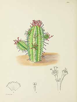 no HD illustration available (5) 