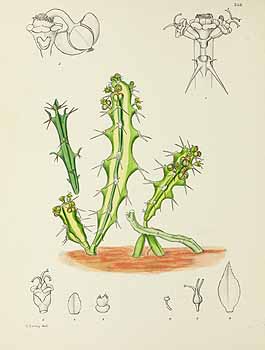 no HD illustration available (5) 