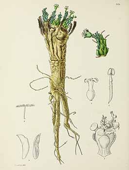 no HD illustration available (5) 