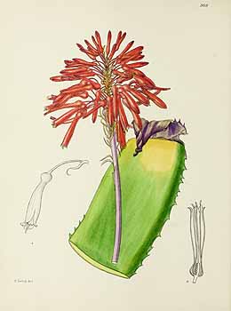 no HD illustration available (5) 