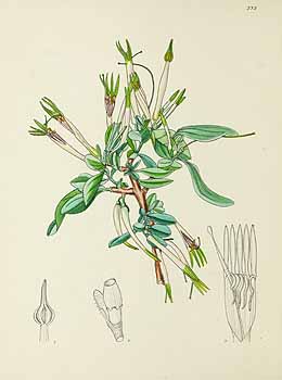 no HD illustration available (5) 