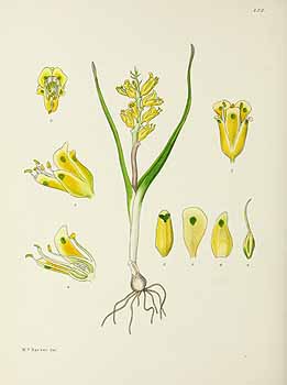 no HD illustration available (5) 