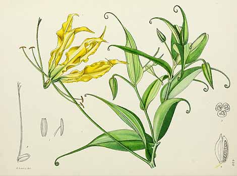 no HD illustration available (5) 