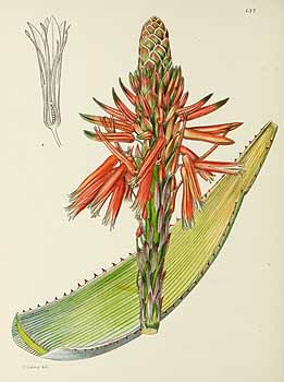 no HD illustration available (5) 