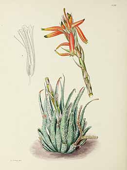 no HD illustration available (5) 