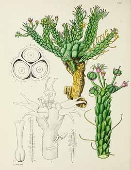 no HD illustration available (5) 