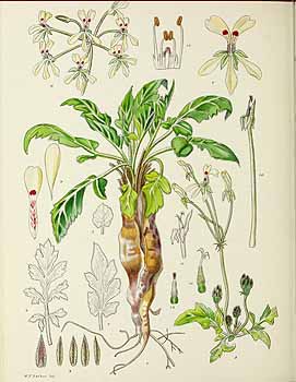 no HD illustration available (5) 