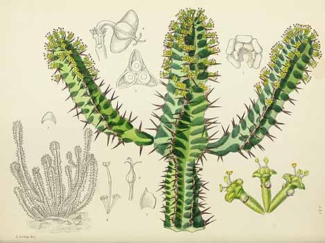 no HD illustration available (5) 