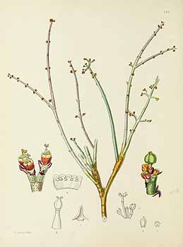 no HD illustration available (5) 