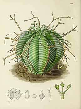 no HD illustration available (5) 