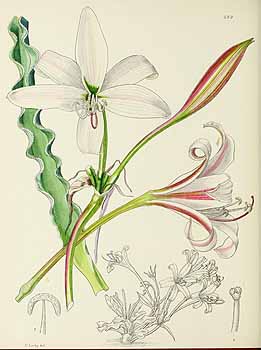 no HD illustration available (5) 