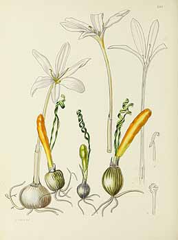 no HD illustration available (5) 