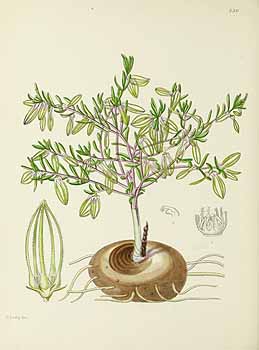 no HD illustration available (5) 