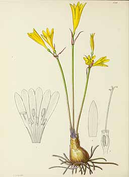 no HD illustration available (5) 