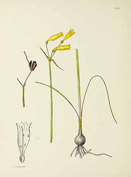 no HD illustration available (5) 