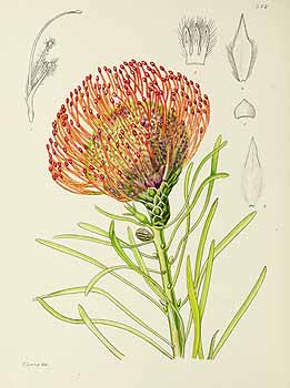 no HD illustration available (5) 