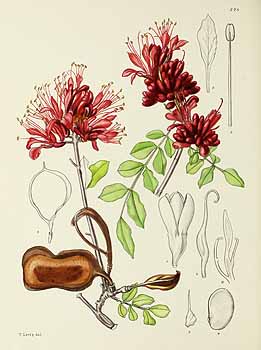 no HD illustration available (5) 