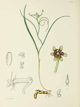 no HD illustration available (5) 