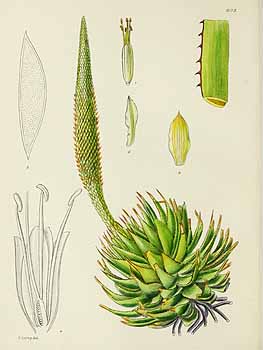 no HD illustration available (5) 