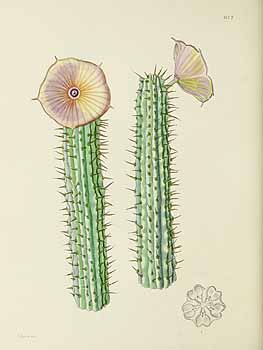 no HD illustration available (5) 