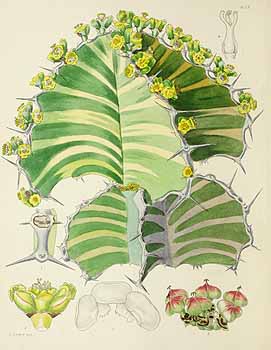 no HD illustration available (5) 