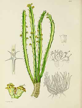 no HD illustration available (5) 