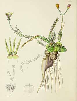 no HD illustration available (5) 