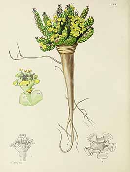 no HD illustration available (5) 