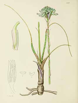 no HD illustration available (5) 