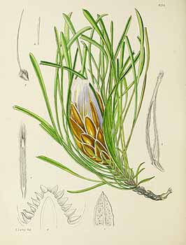 no HD illustration available (5) 