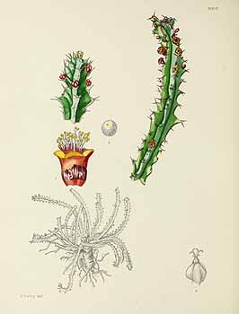 no HD illustration available (5) 