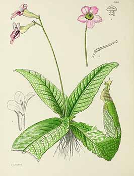 no HD illustration available (5) 