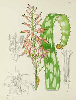 no HD illustration available (5) 