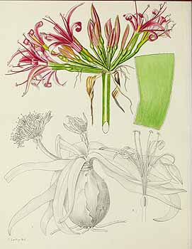 no HD illustration available (5) 