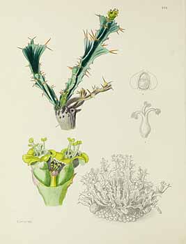 no HD illustration available (5) 