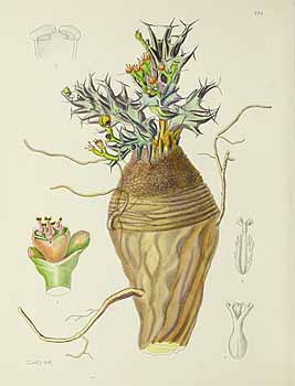 no HD illustration available (5) 