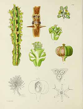 no HD illustration available (5) 