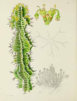 no HD illustration available (5) 