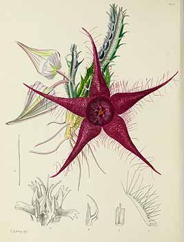 no HD illustration available (5) 