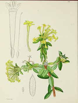 no HD illustration available (5) 