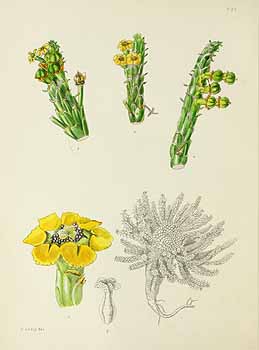 no HD illustration available (5) 