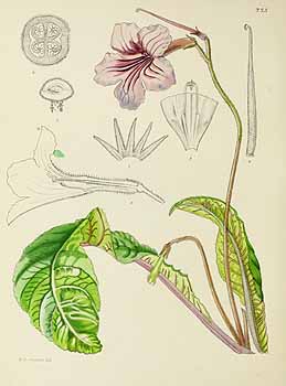 no HD illustration available (5) 