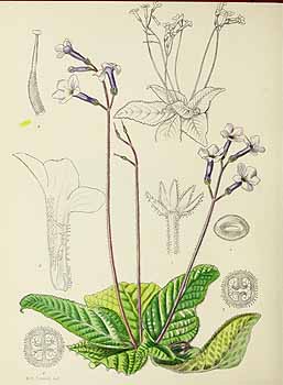 no HD illustration available (5) 